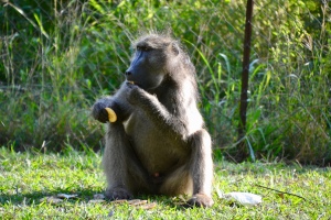 Kruger National Park Baboon